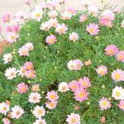 ヒメ日記 2025/06/01 08:25 投稿 しおり アバンチュール（難波）