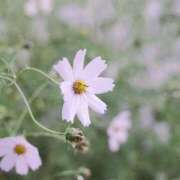 ヒメ日記 2025/09/14 09:00 投稿 しおり アバンチュール（難波）