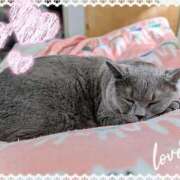 吹石　里香 猫の日😺 プレジデントクラブ