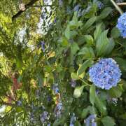 ヒメ日記 2025/06/30 19:57 投稿 いおり 奥様はエンジェル　立川店