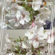 ヒメ日記 2026/03/31 21:47 投稿 まどか 所沢デリヘル桜