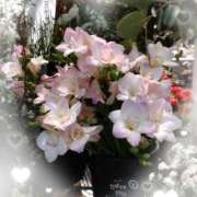 ヒメ日記 2025/01/27 07:10 投稿 さき 汁婆クラブ