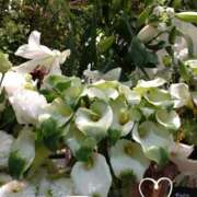 ヒメ日記 2025/03/19 07:30 投稿 さき 汁婆クラブ