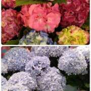 ヒメ日記 2025/05/07 11:10 投稿 さき 汁婆クラブ