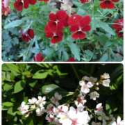 ヒメ日記 2025/05/09 12:22 投稿 さき 汁婆クラブ