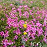 ヒメ日記 2025/05/18 11:10 投稿 さき 汁婆クラブ