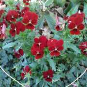 ヒメ日記 2025/05/19 13:48 投稿 さき 汁婆クラブ