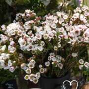 ヒメ日記 2025/06/02 07:48 投稿 さき 汁婆クラブ