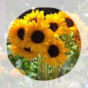 ヒメ日記 2025/06/17 07:22 投稿 さき 汁婆クラブ