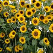 ヒメ日記 2025/07/30 07:50 投稿 さき 汁婆クラブ