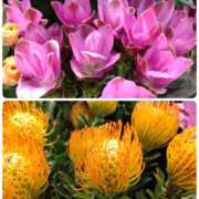 ヒメ日記 2025/08/03 07:10 投稿 さき 汁婆クラブ