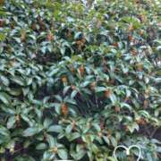 ヒメ日記 2025/11/11 13:38 投稿 さき 汁婆クラブ