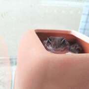 ヒメ日記 2026/01/03 20:48 投稿 はるか おふくろさんYO!!大和店