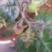 ヒメ日記 2025/01/18 20:10 投稿 こゆき 即アポ奥さん ～津・松阪店～