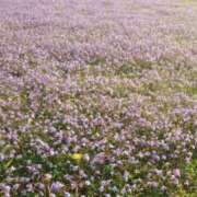 ヒメ日記 2026/04/19 09:11 投稿 まこと美優 クラブ華