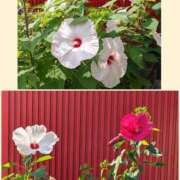 ヒメ日記 2026/08/20 10:50 投稿 加藤あやめ クラブ華
