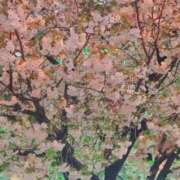 ヒメ日記 2025/04/10 01:59 投稿 あさの来夢 クラブ華