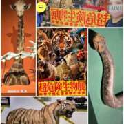 ヒメ日記 2026/04/22 08:40 投稿 あさの来夢 クラブ華