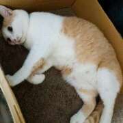 ヒメ日記 2024/12/11 17:00 投稿 辻レイナ クラブ華