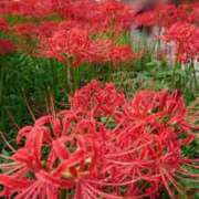 ヒメ日記 2024/12/12 18:01 投稿 辻レイナ クラブ華