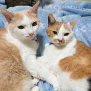 ヒメ日記 2024/12/13 17:00 投稿 辻レイナ クラブ華