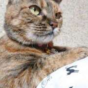 ヒメ日記 2024/12/14 17:00 投稿 辻レイナ クラブ華