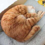 ヒメ日記 2024/12/15 17:00 投稿 辻レイナ クラブ華