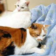 ヒメ日記 2024/12/17 17:01 投稿 辻レイナ クラブ華