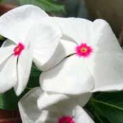 ヒメ日記 2024/12/19 18:01 投稿 辻レイナ クラブ華