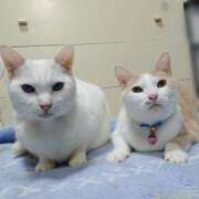 ヒメ日記 2024/12/20 17:00 投稿 辻レイナ クラブ華