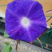 ヒメ日記 2024/12/23 18:01 投稿 辻レイナ クラブ華