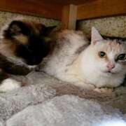 ヒメ日記 2024/12/27 17:00 投稿 辻レイナ クラブ華