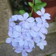 ヒメ日記 2024/12/28 18:01 投稿 辻レイナ クラブ華