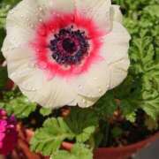 ヒメ日記 2025/01/14 18:01 投稿 辻レイナ クラブ華