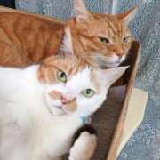 ヒメ日記 2025/01/21 17:00 投稿 辻レイナ クラブ華