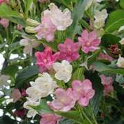 ヒメ日記 2025/01/22 18:01 投稿 辻レイナ クラブ華