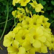 ヒメ日記 2025/01/23 18:01 投稿 辻レイナ クラブ華