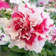 ヒメ日記 2025/01/24 18:01 投稿 辻レイナ クラブ華