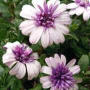 ヒメ日記 2025/01/25 18:01 投稿 辻レイナ クラブ華