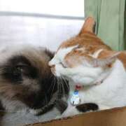 ヒメ日記 2025/01/26 17:01 投稿 辻レイナ クラブ華