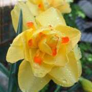 ヒメ日記 2025/01/28 18:00 投稿 辻レイナ クラブ華