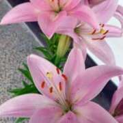 ヒメ日記 2025/02/01 18:00 投稿 辻レイナ クラブ華