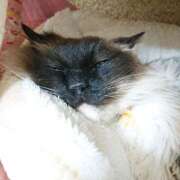 ヒメ日記 2025/02/05 17:00 投稿 辻レイナ クラブ華