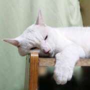 ヒメ日記 2025/02/06 17:00 投稿 辻レイナ クラブ華