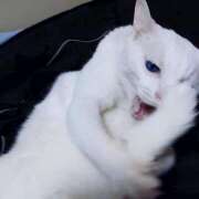 ヒメ日記 2025/02/08 17:00 投稿 辻レイナ クラブ華