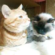 ヒメ日記 2025/02/09 17:00 投稿 辻レイナ クラブ華