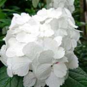 ヒメ日記 2025/02/10 18:00 投稿 辻レイナ クラブ華