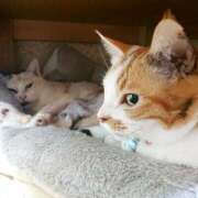 ヒメ日記 2025/02/11 17:00 投稿 辻レイナ クラブ華