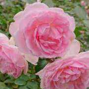 ヒメ日記 2025/02/11 18:00 投稿 辻レイナ クラブ華