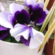 ヒメ日記 2025/02/14 18:00 投稿 辻レイナ クラブ華